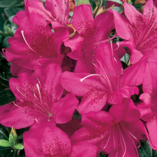 Azalea indica Purple Glitters - Ladybird Nursery