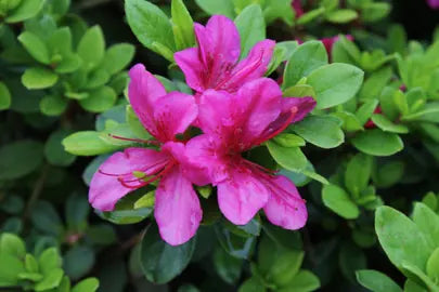 Azalea indica Purple Glitters