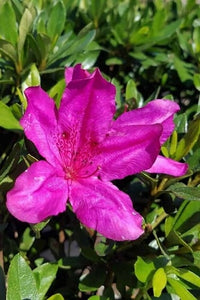 Azalea indica Purple Glitters