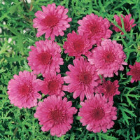 Argyranthemum 'Superior Purple' - Large