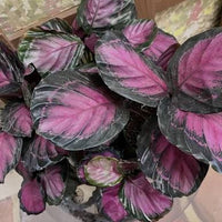 Calathea 'Purple Rose'