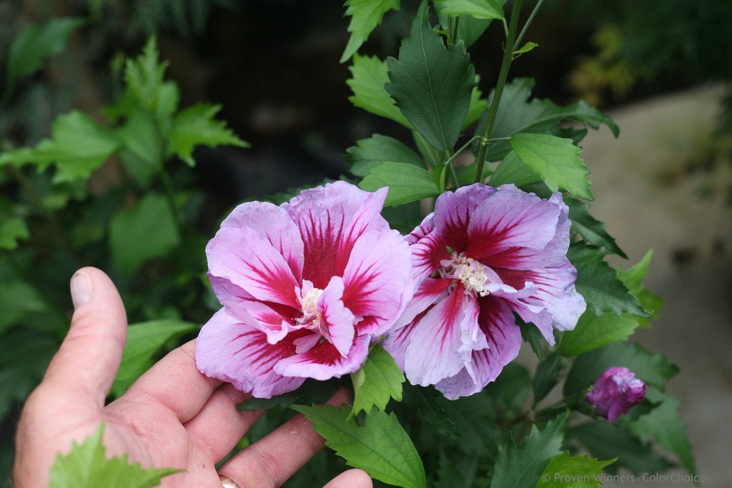 Rose of Sharon Double Plum (Hibiscus syriacus) - Ladybird Nursery