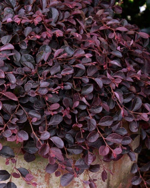 Loropetalum Purple Pixie™ (Loropetalum chinense) - Ladybird Nursery