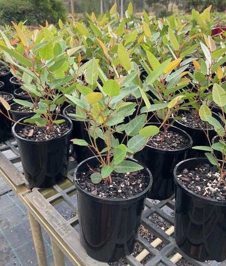 Hardenbergia 'Purple Spray' (Hardenbergia violacea) - Ladybird Nursery