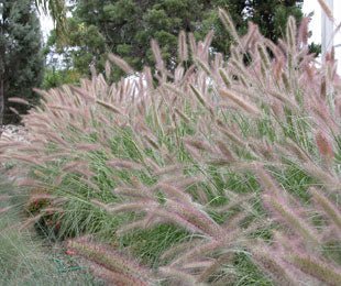 PURPLE LEA® (Pennisetum alopecuroides) - Ladybird Nursery