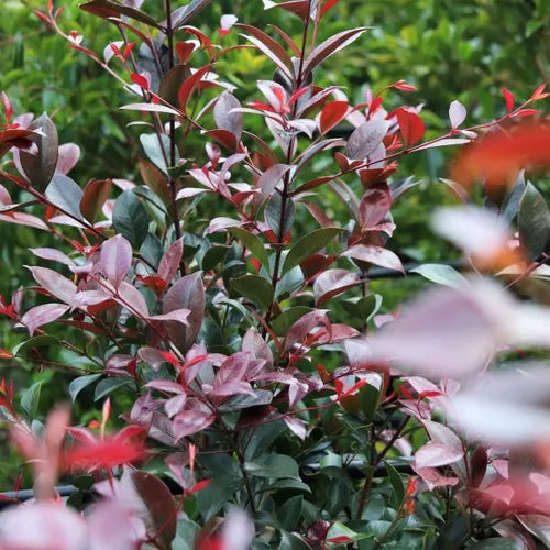 Lilly Pilly Purple Rain (Acmena smithii)