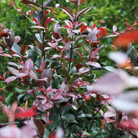 Lilly Pilly Purple Rain (Acmena smithii)
