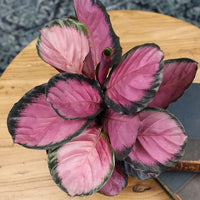 Calathea 'Purple Rose'