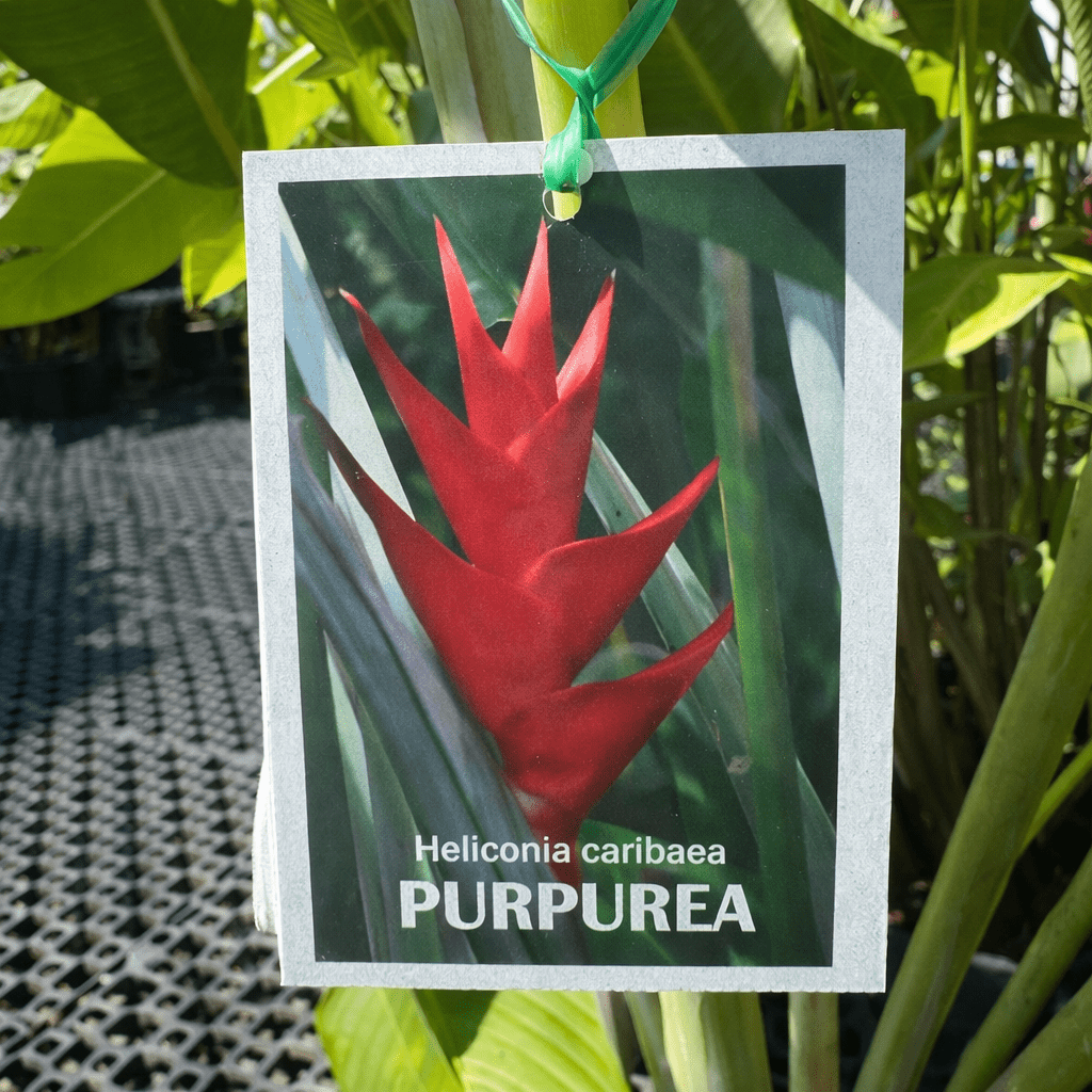Heliconia caribaea 'Purpurea’ - Ladybird Nursery