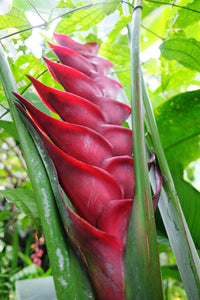 Heliconia caribaea 'Purpurea’ - Ladybird Nursery