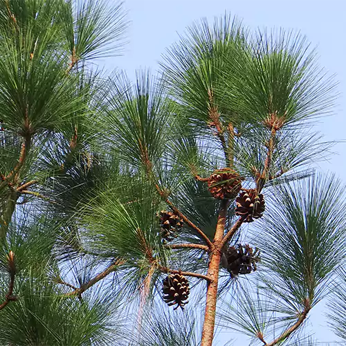 Himalayan Pine (Pinus wallichiana)