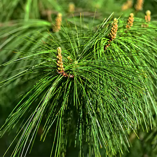 Himalayan Pine ‘Moidart’ (Pinus wallichiana)