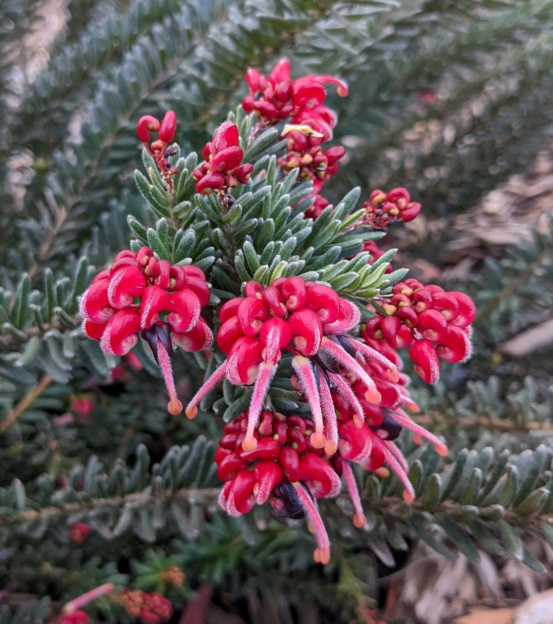 Grevillea Hot Lava - Medium - Ladybird Nursery