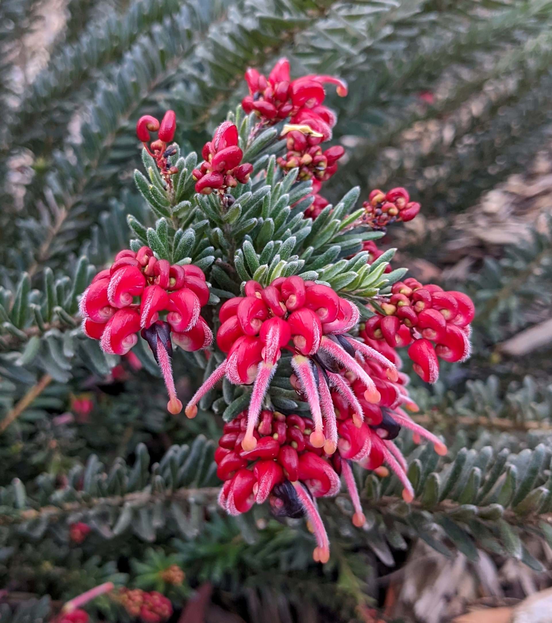 Grevillea Hot Lava - Medium - Ladybird Nursery