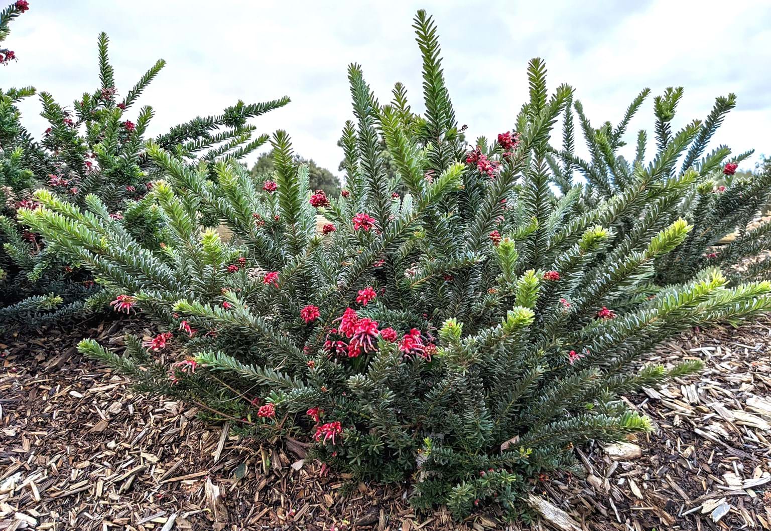Grevillea Hot Lava - Medium