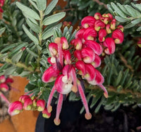 Grevillea Bonnie Prince Charlie - Ladybird Nursery