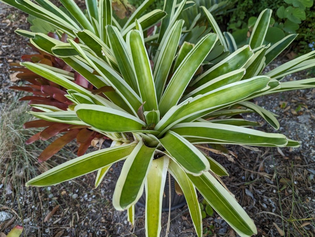 Bromeliad Bossa Nova - Ladybird Nursery