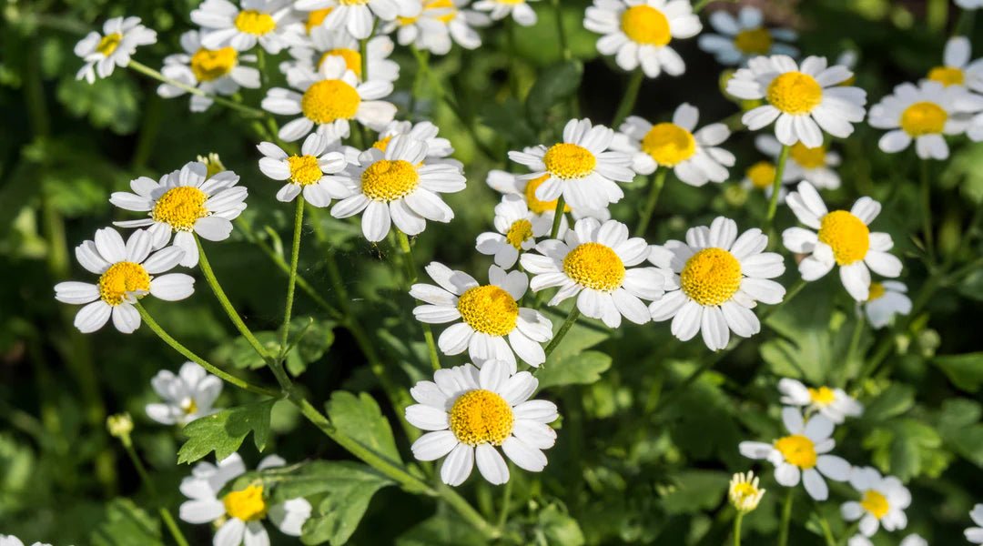 Pyrethrum Daisy (Tanacetum cinerariifolium) - Ladybird Nursery