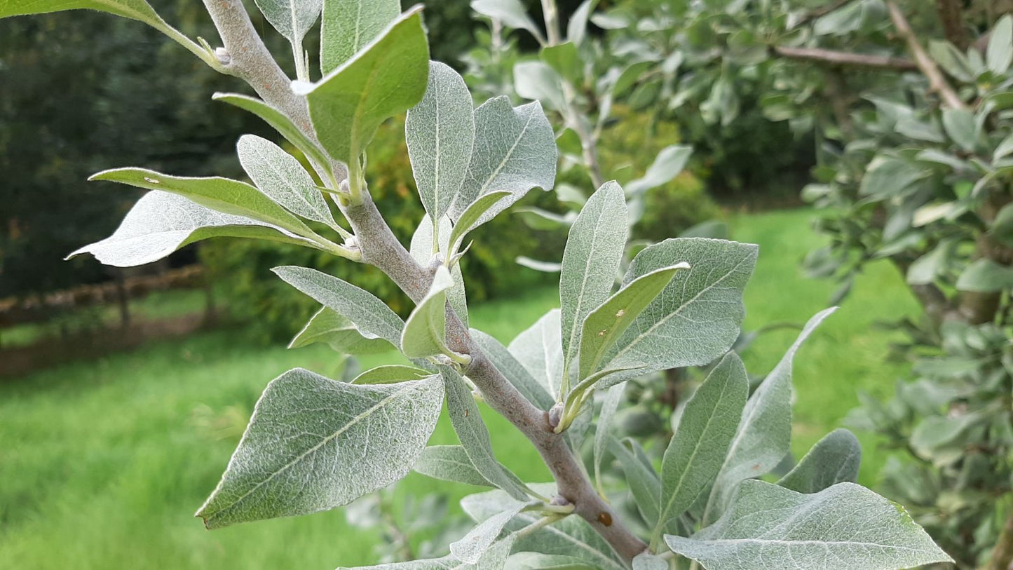 Snow Pear (Pyrus nivalis)