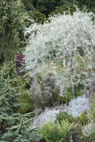 Weeping Pear pendula (Pyrus salicifolia)