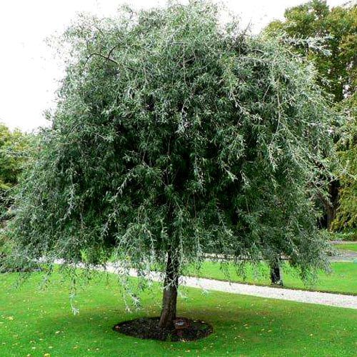 Weeping Pear pendula (Pyrus salicifolia)