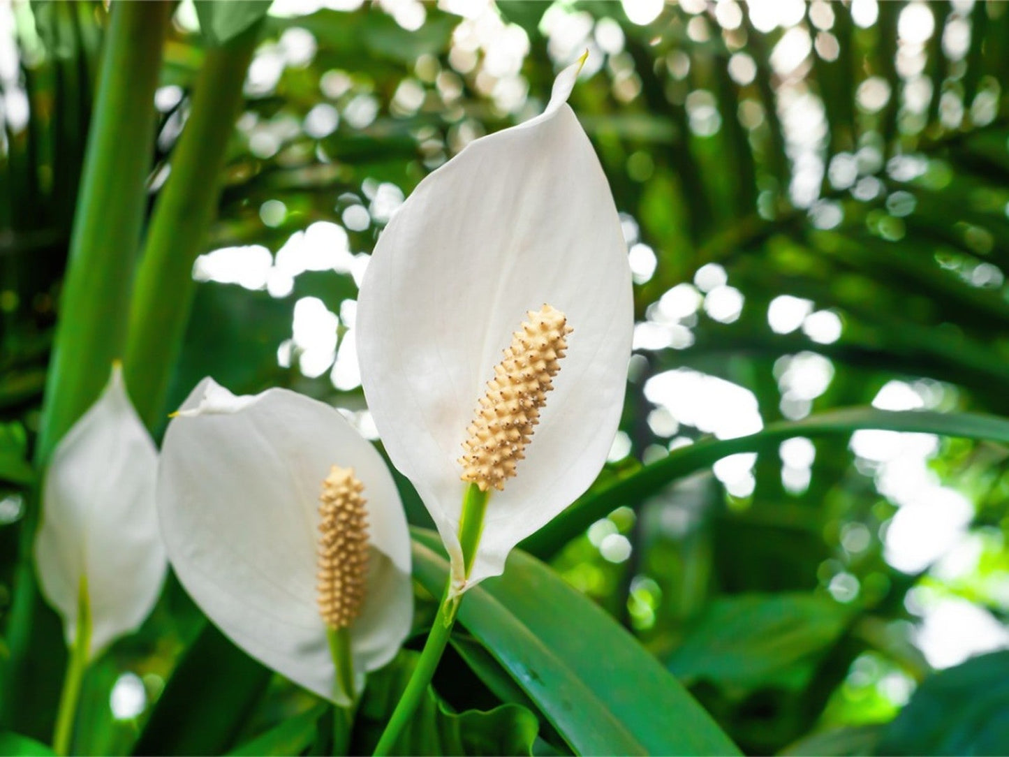 Peace Lily Merry (Spathiphyllum)