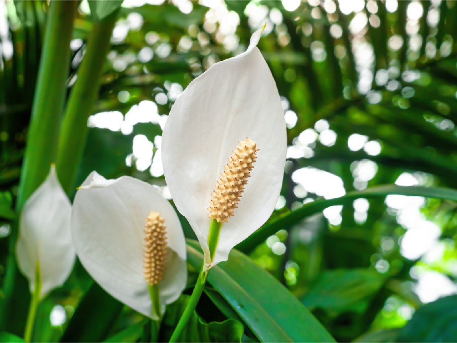 Peace Lily Merry (Spathiphyllum)