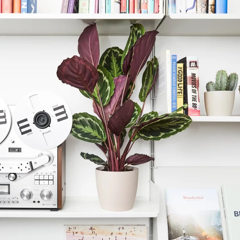 Prayer Plant (Calathea Julia) - Ladybird Nursery