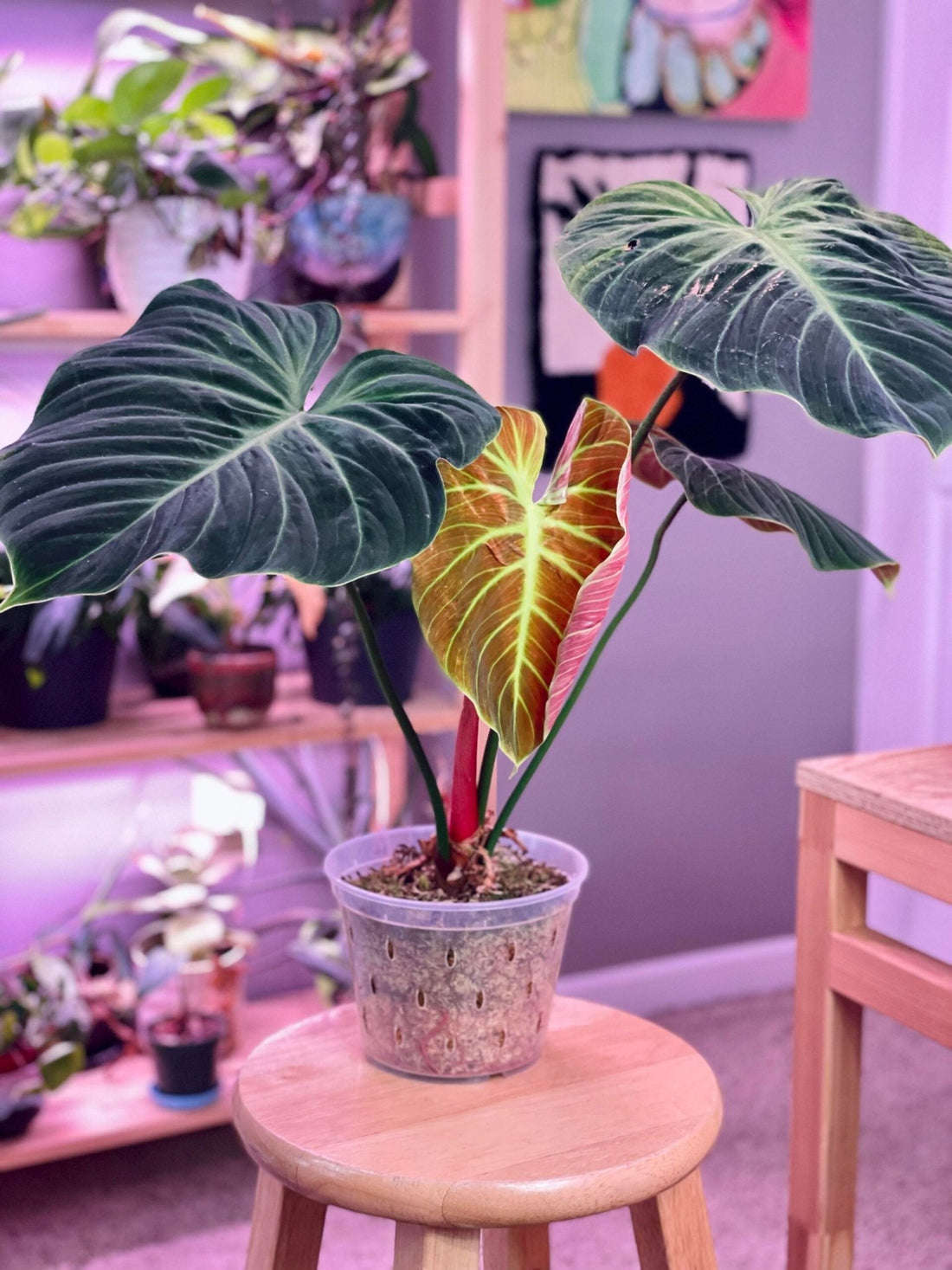 Philodendron El Choco Red - Ladybird Nursery