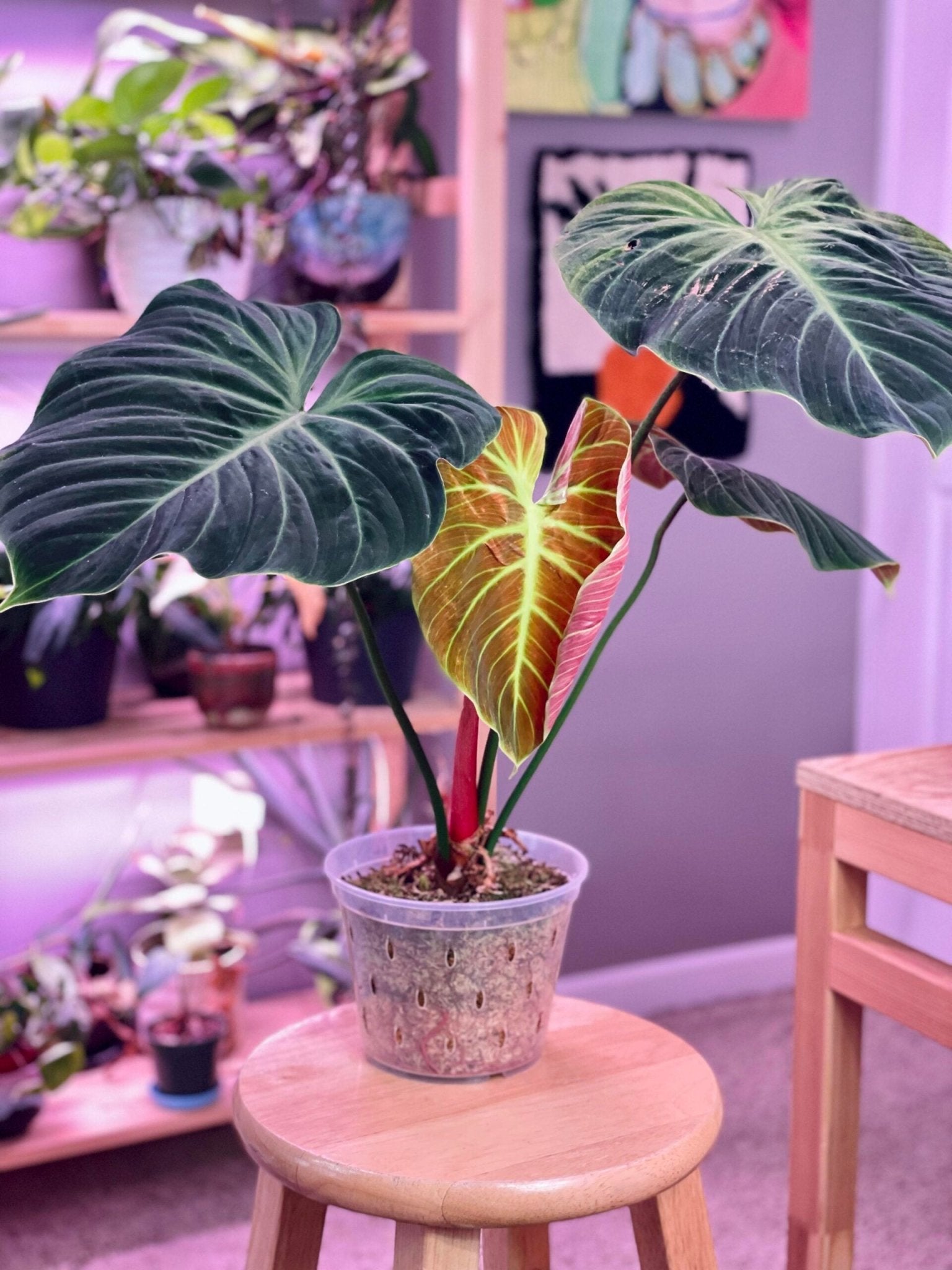 Philodendron El Choco Red - Ladybird Nursery