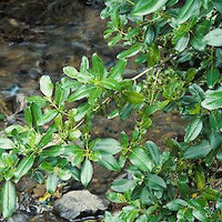 Assorted (Coprosma spp.) - Ladybird Nursery
