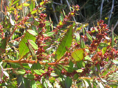 Toatoa Wellington Bronze (Haloragis erecta)