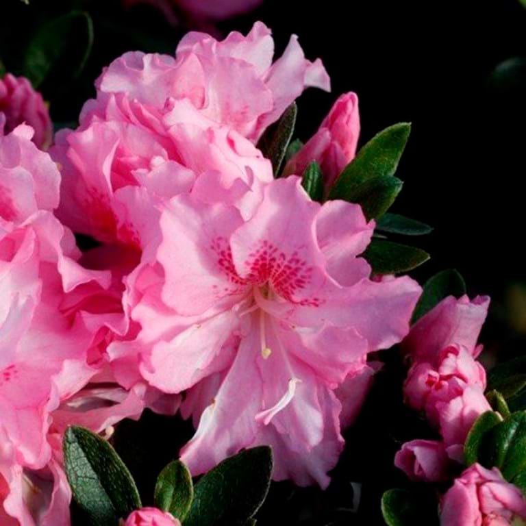 Azalea 'Rose Queen' - Ladybird Nursery