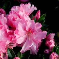 Azalea 'Rose Queen' - Ladybird Nursery