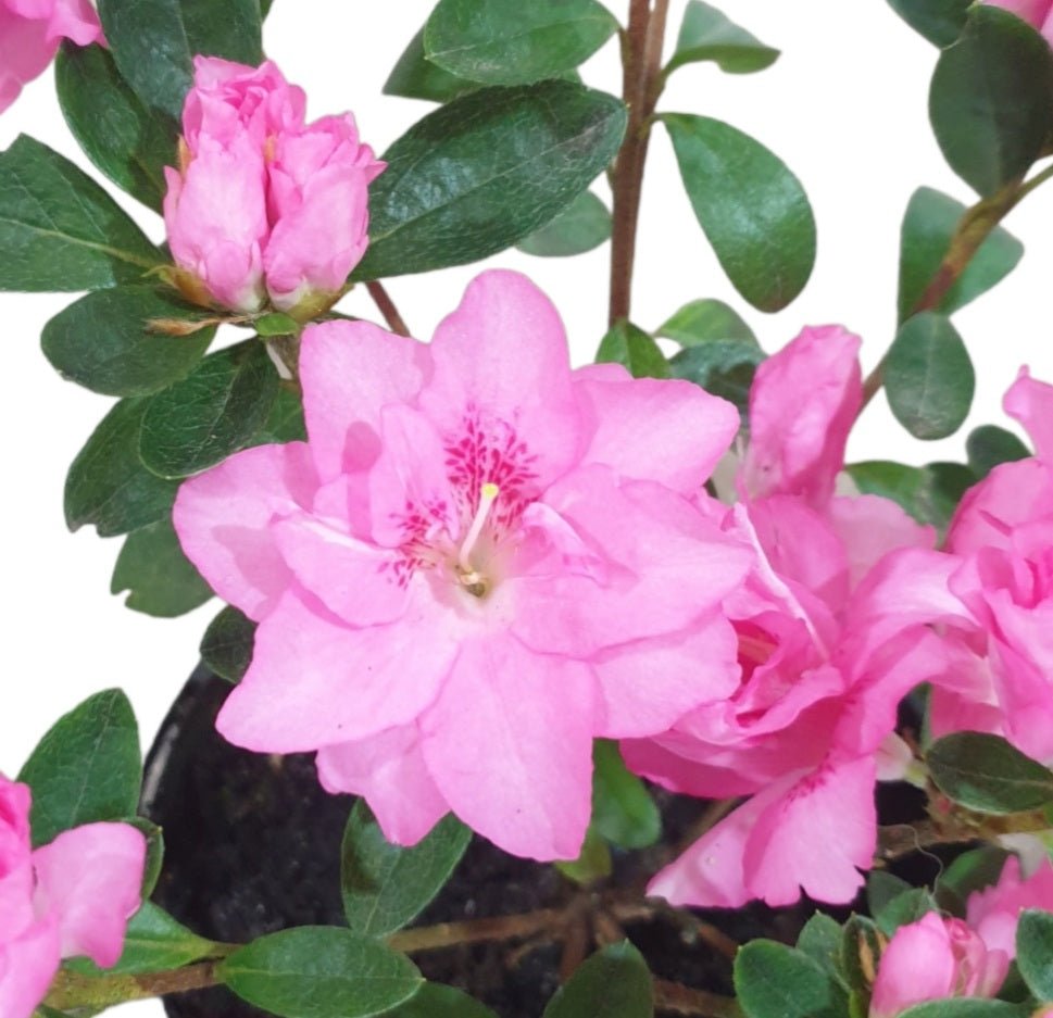 Azalea 'Rose Queen' - Ladybird Nursery