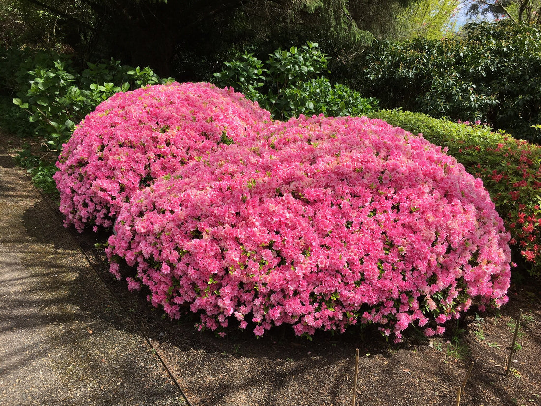 Azalea 'Rose Queen' - Ladybird Nursery