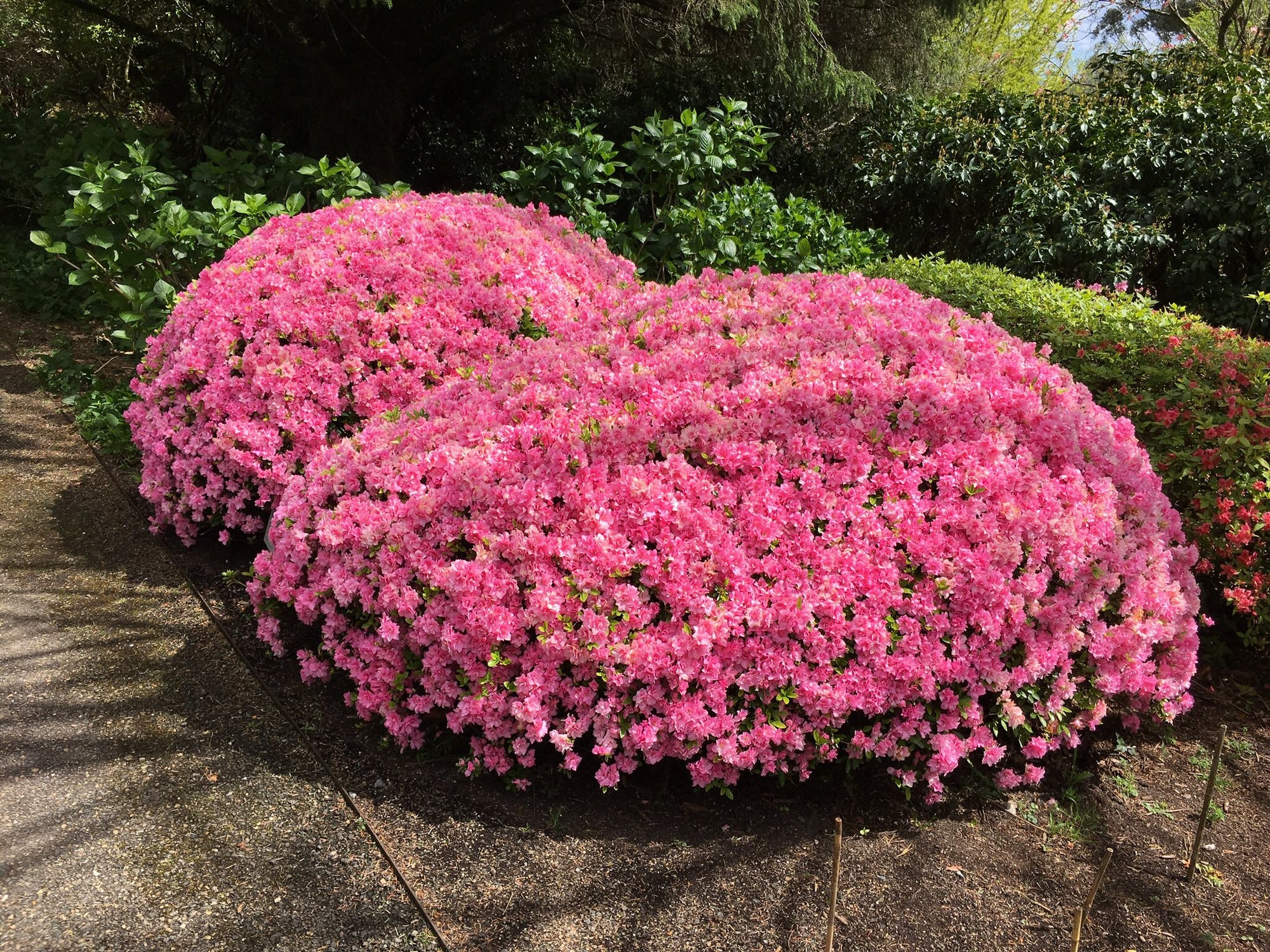 Azalea 'Rose Queen' - Ladybird Nursery
