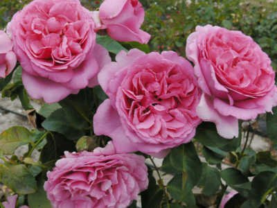 Rose Queen Adelaide 2 ft Standards (Rosa) - Ladybird Nursery