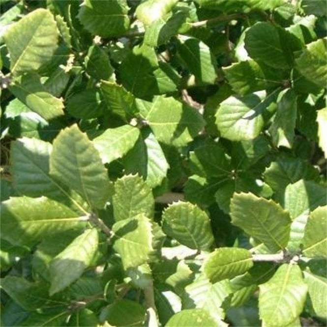 Holly Oak (Quercus ilex) - Ladybird Nursery