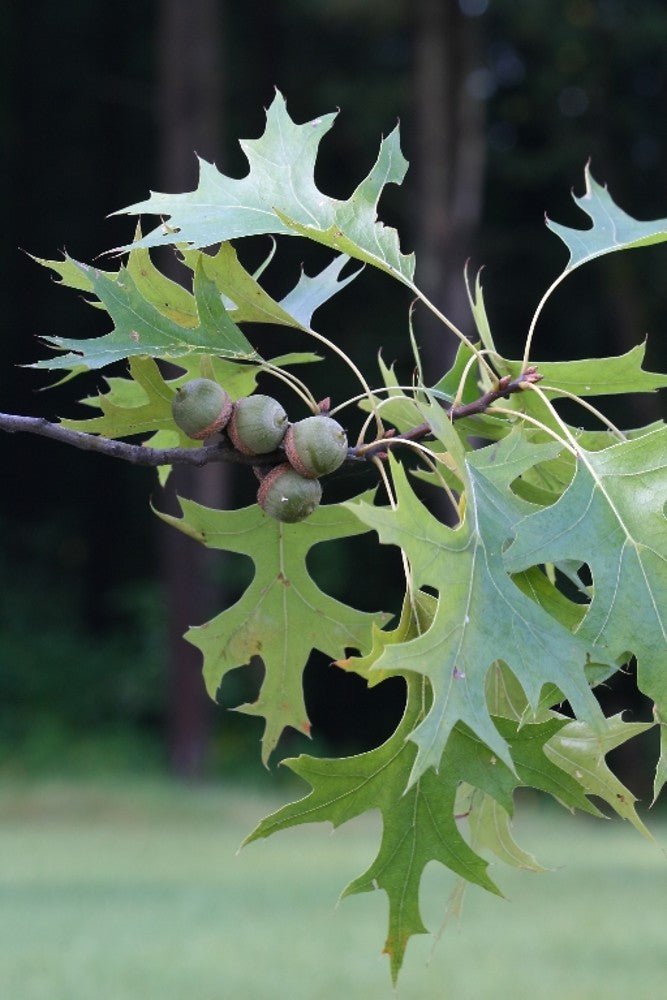 Pin Oak (Quercus palustris) - Advanced - Ladybird Nursery