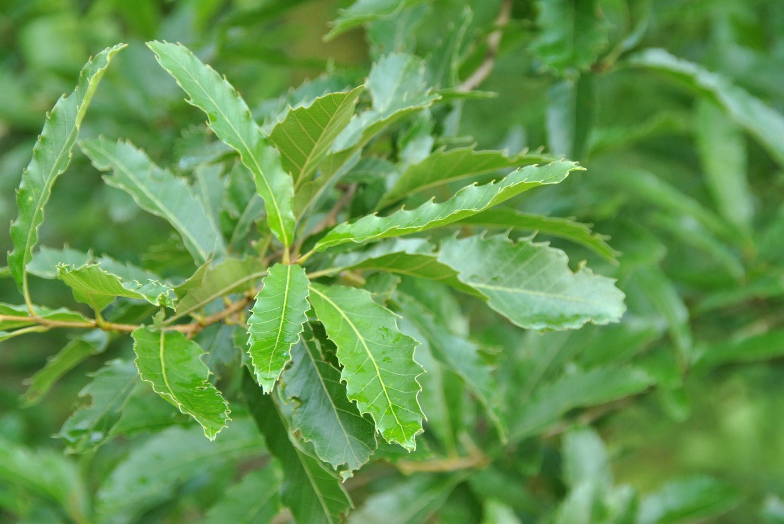 Chestnut Leafed Oak (Quercus castaneifolia) - Ladybird Nursery