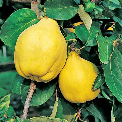 Quince 'Pineapple' Large
