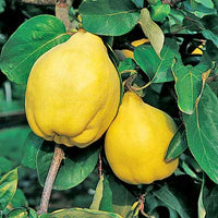 Quince 'Pineapple' Large