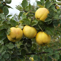 Quince Smyrna (Advanced size)