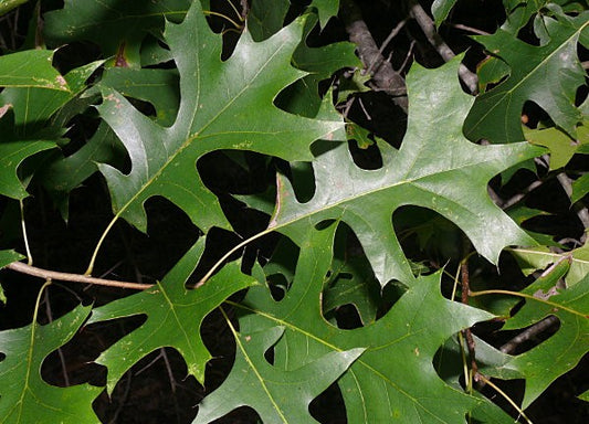Pin Oak (Quercus palustris) - Advanced