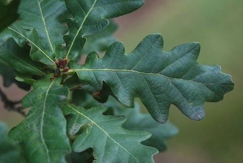 Upright English Oak Fastigiata (Quercus robur) - Ladybird Nursery