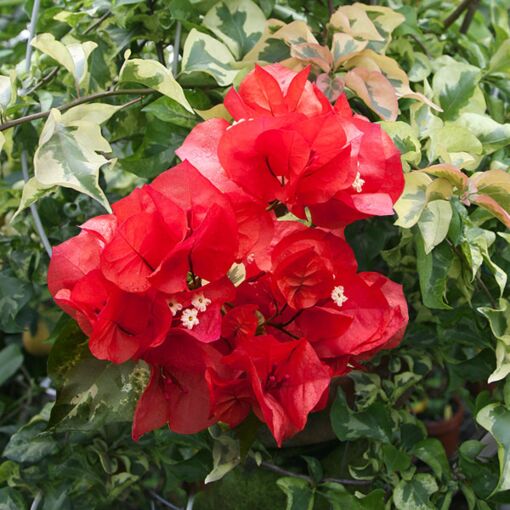 Bougainvillea Delta Dawn (Bougainvillea glabra) - Ladybird Nursery