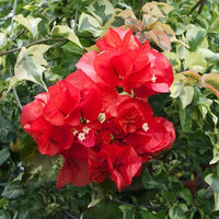 Bougainvillea Delta Dawn (Bougainvillea glabra)