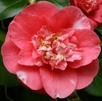 Camellia RL Wheeler (Camellia japonica) - Ladybird Nursery