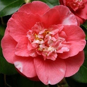Camellia RL Wheeler (Camellia japonica) - Ladybird Nursery